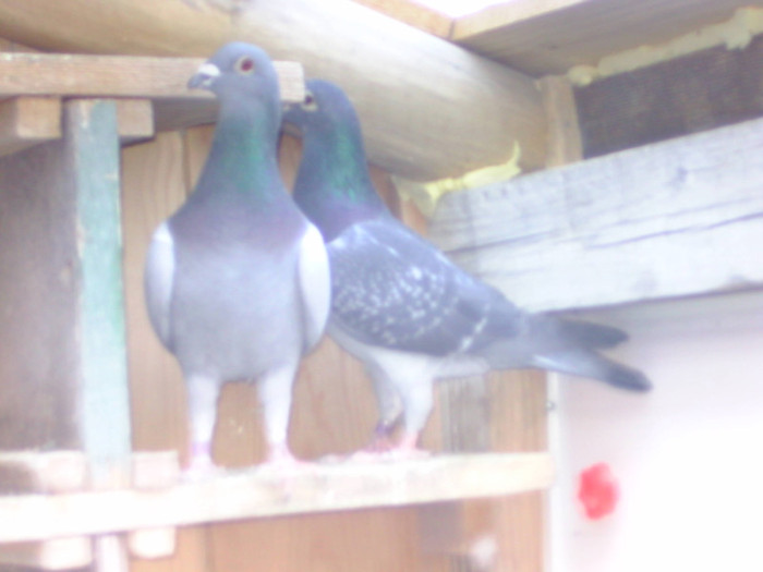 BILD0629 - PORUMBEII MEI
