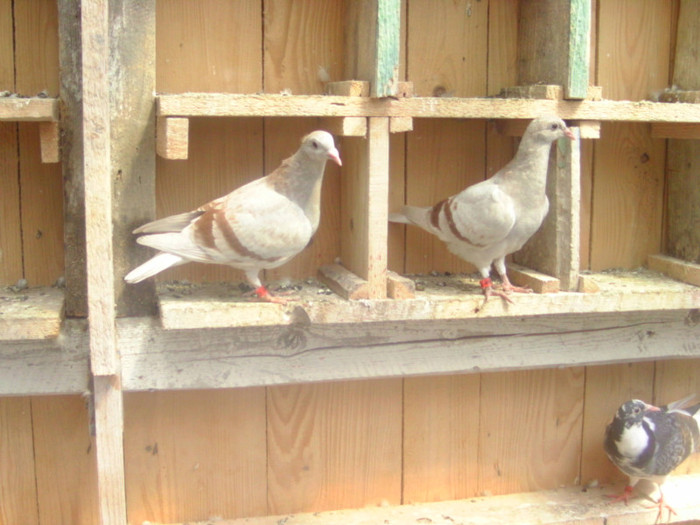 BILD0665 - PORUMBEII MEI