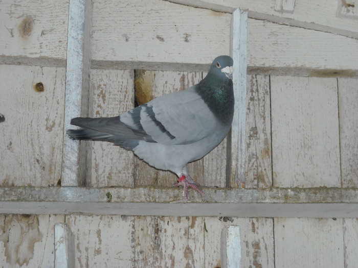 mosu; venit dupa 4 ani acasa
