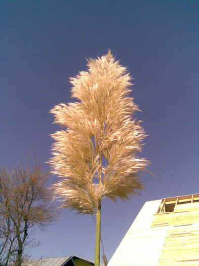 spic- Iarba de Pampas - TOAMNA 2011