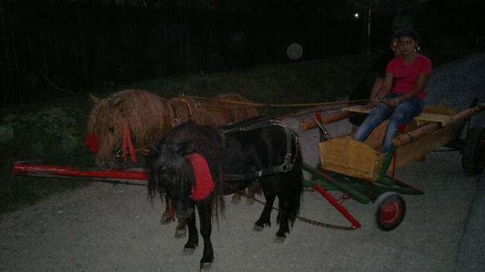 prietena cu poneii - Ponei la caruta