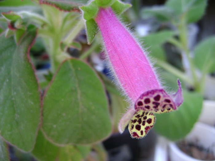 DSC07879 - KOHLERIA 2011