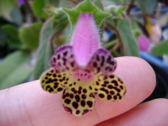 DSC07877 - KOHLERIA 2011