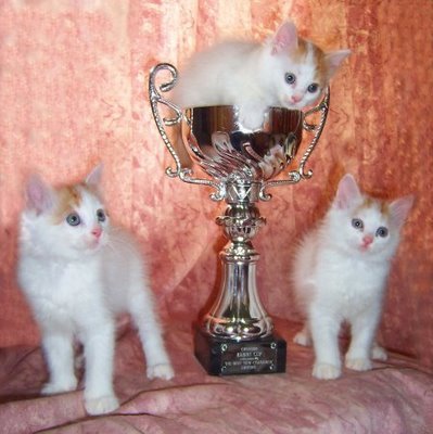 poze-cupa-pisici - poza amuzante pisici