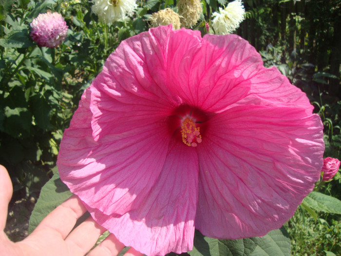roz - hibiscusi moscheutos