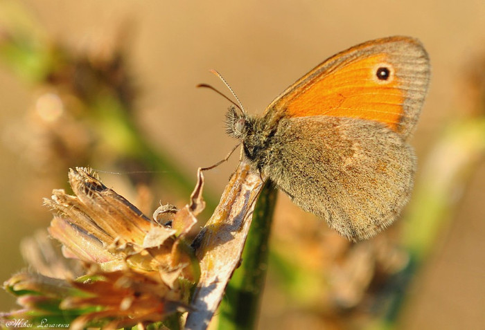 fluture - Animalutele mele