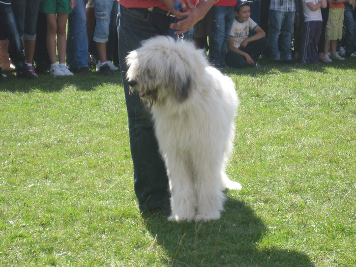 molda - expopastoralis rucar 2011