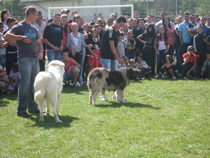 Picture 013 - expopastoralis rucar 2011