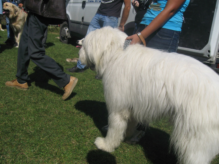 Picture 018 - expopastoralis rucar 2011