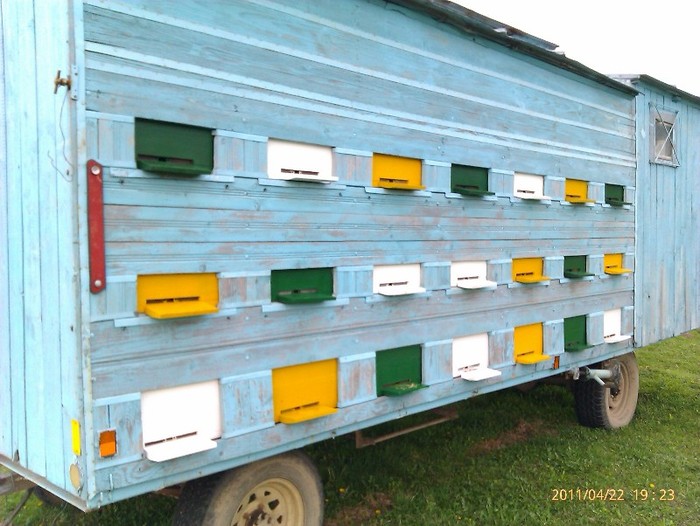 IMAG0425 - stupina mea 2011