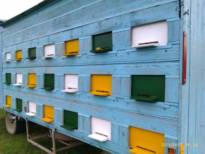 IMAG0429 - stupina mea 2011