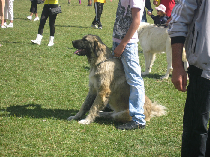 Picture 021 - expopastoralis rucar 2011