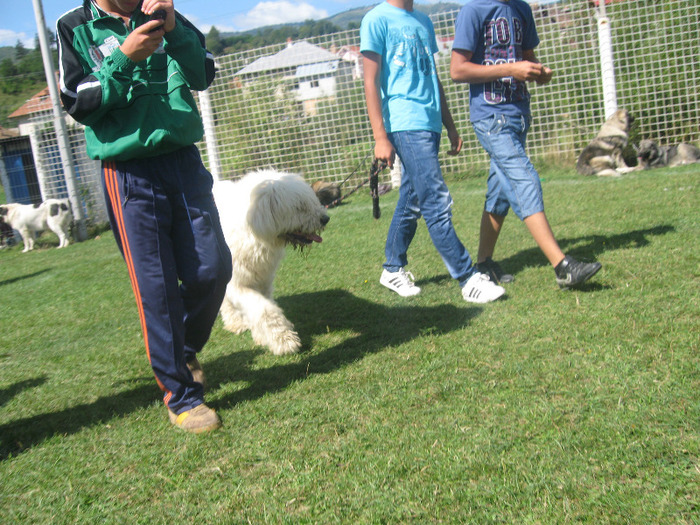 Picture 023 - expopastoralis rucar 2011