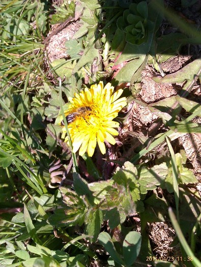 IMAG0438 - stupina mea 2011