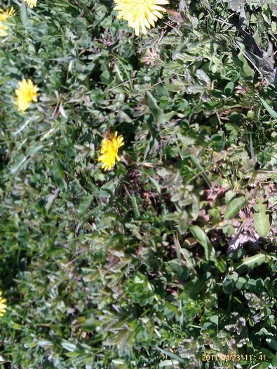 IMAG0443 - stupina mea 2011