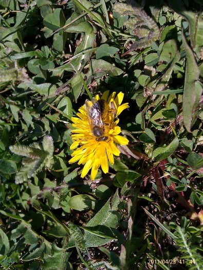 IMAG0444 - stupina mea 2011