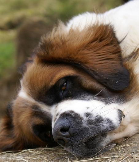 saint_bernard_001 - saint bernard