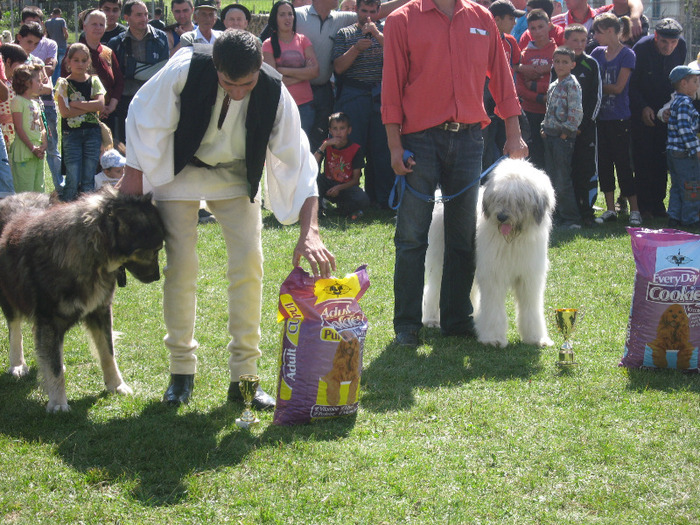 molda best in show