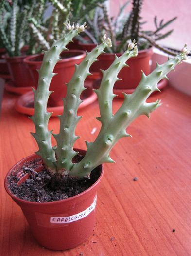 Caralluma furta (11)