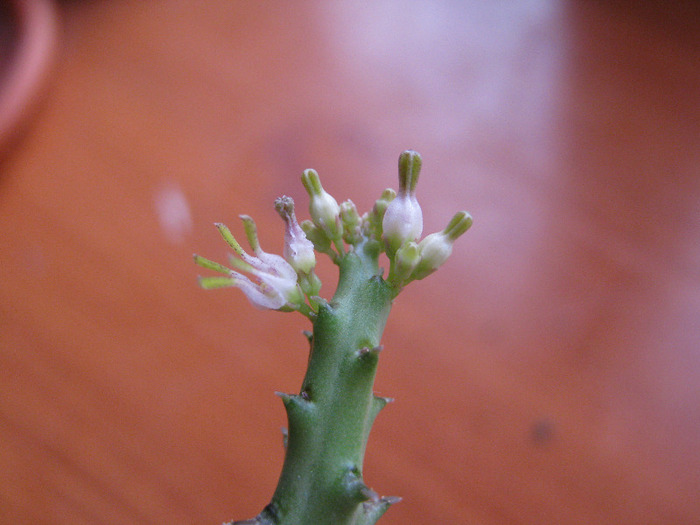 Caralluma furta (12)