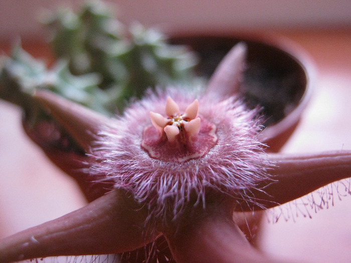 Duvalia sulcata v. sulcata (5)