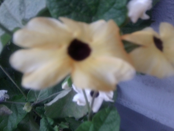 Fotografie0605 - flori vara 2011