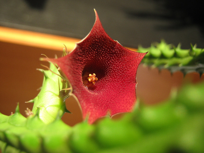 Huernia aspera (3) - Asclepiadaceae