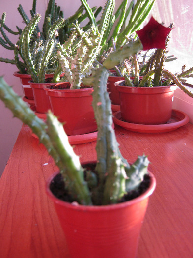 Huernia.keniensis - Asclepiadaceae