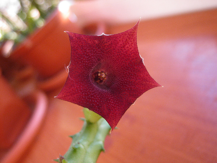 Huernia.keniensis (6)