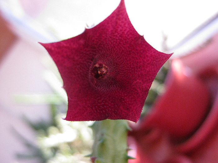 Huernia.keniensis (1)
