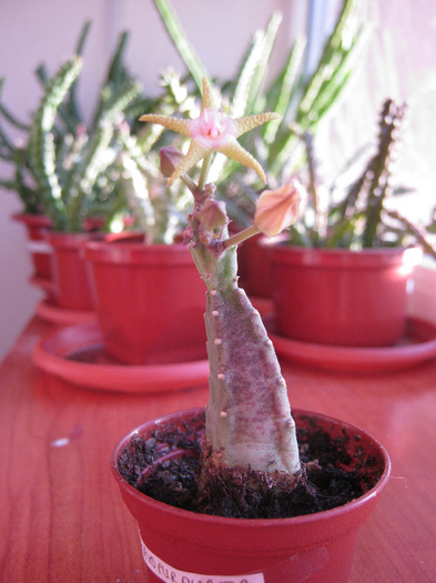 Stapelia flavopurpurea green