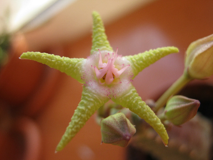 Stapelia flavopurpurea green (3)