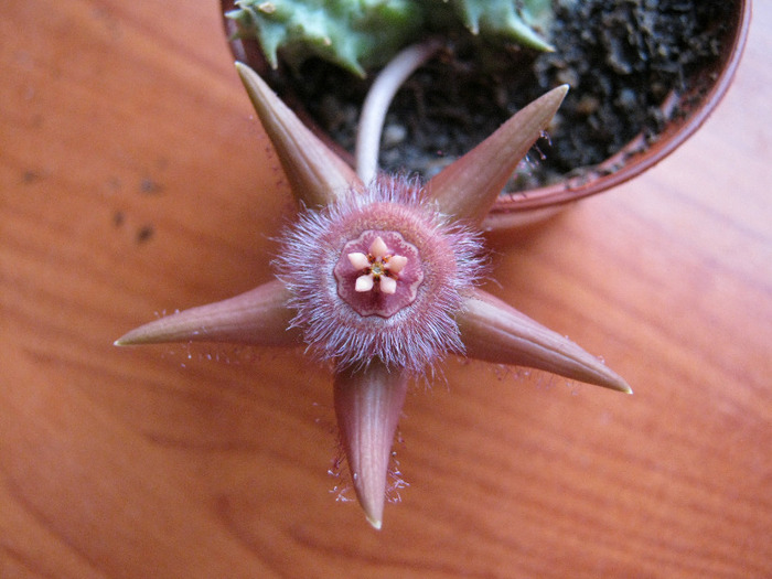 Duvalia sulcata v. sulcata (6)