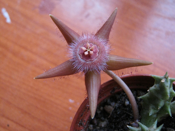 Duvalia sulcata v. sulcata