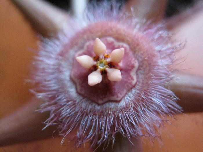 Duvalia sulcata v. sulcata (3)