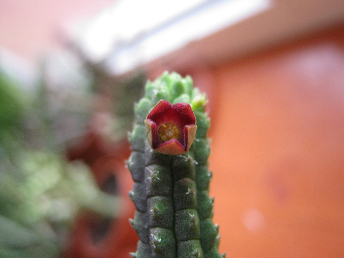 Echidnopsis cereiformis v. bruna