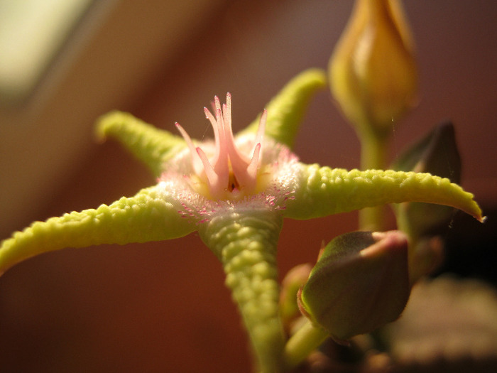 Stapelia flavopurpurea green (6)