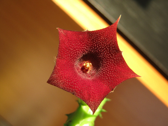 Huernia.keniensis (4)