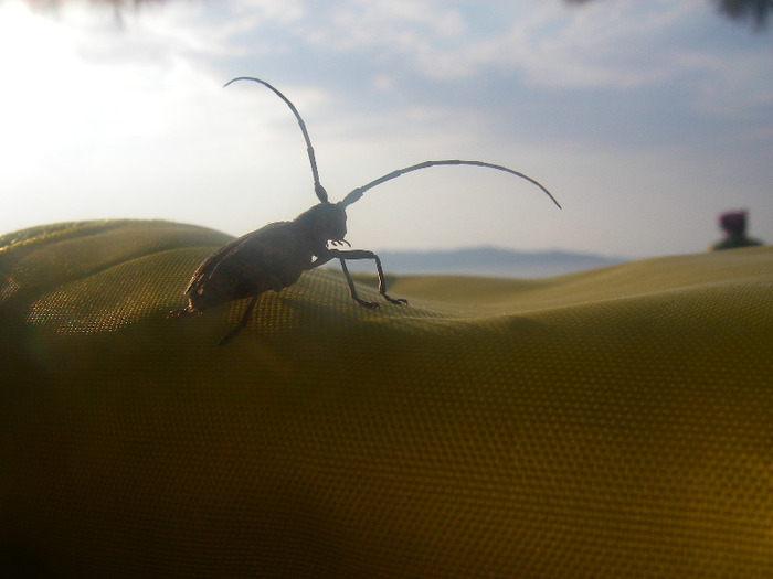 IMGP1069 - 2011 TURCIA DAVUTLAR