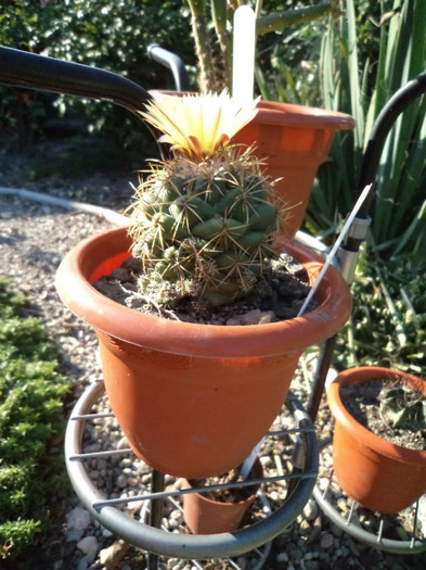 Coryphanta inflorita- tura 4