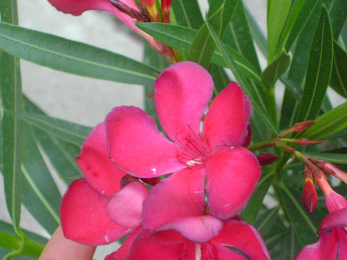 DSC05439 - Leandru 2011