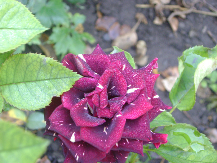 DSC05365 - trandafiri -rozsak 2011