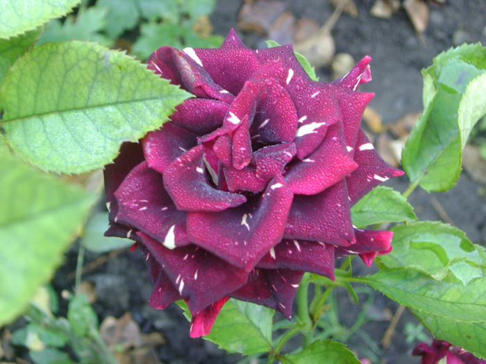 DSC05366 - trandafiri -rozsak 2011