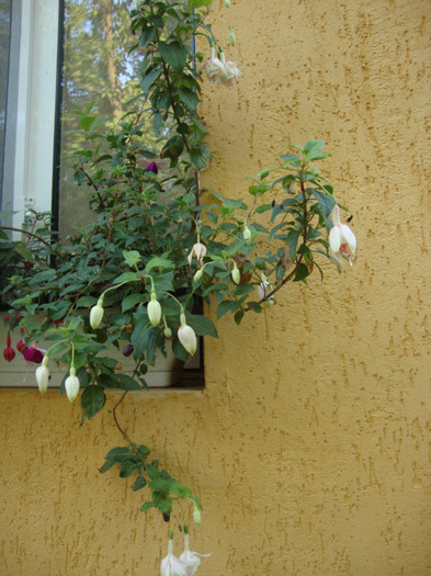 DSC09512 - FUCHSIA