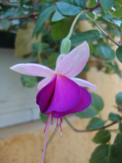 DSC09514 - FUCHSIA