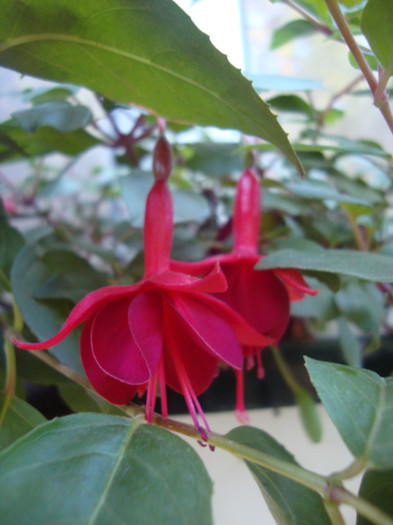 Marinca - FUCHSIA