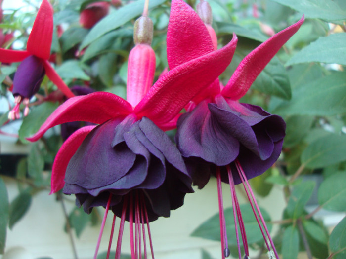 New Millenium - FUCHSIA