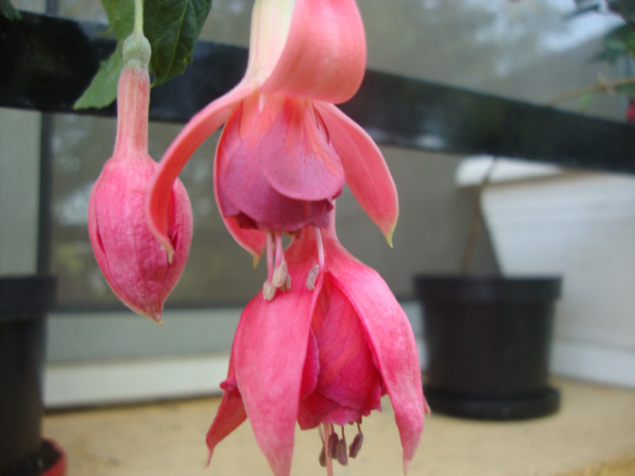 Dancing Flame - FUCHSIA