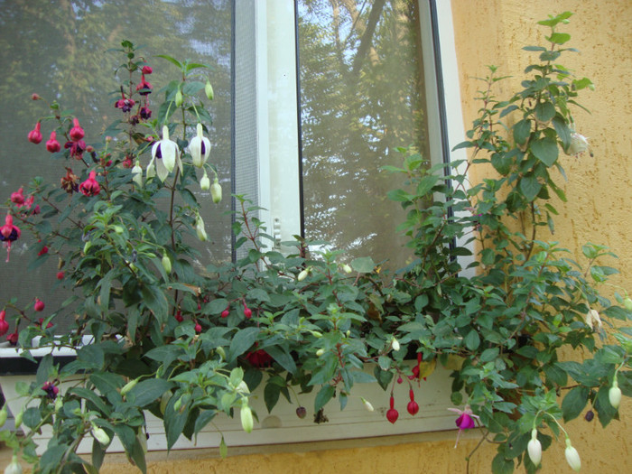 DSC09523 - FUCHSIA