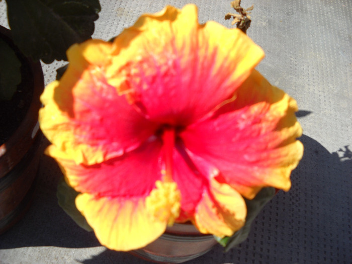 13.09.011 am inflorit - HIBISCUS- 2011